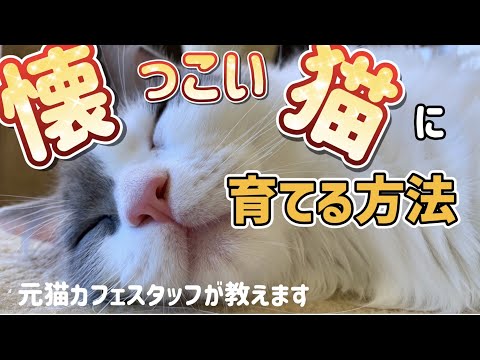 猫を別の子猫に慣れさせる方法 🐈 - ステップ 8