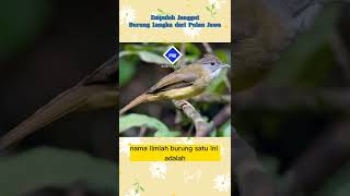 Download lagu Empuloh Janggut, burung langka dari Pulau Jawa #mengenaljenisburung mp3