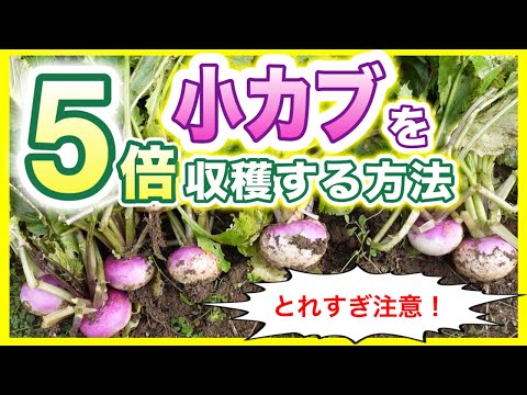 5月カブ、5月カブ 植物