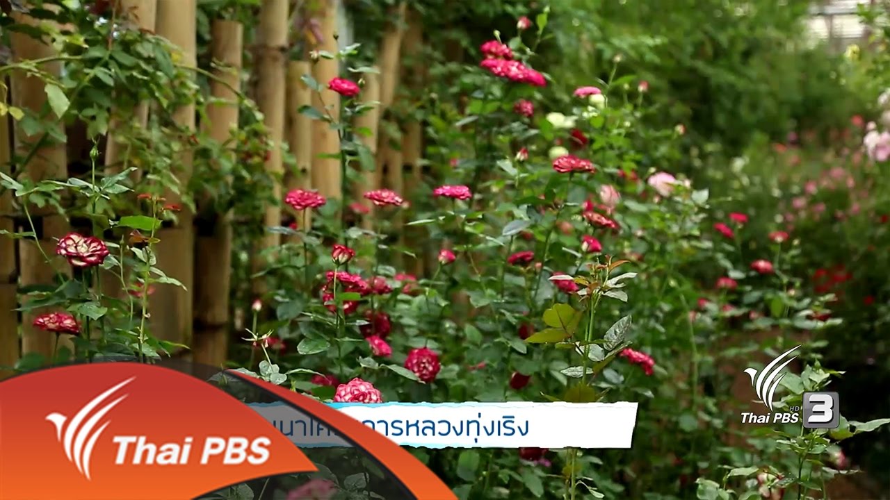 ศูนย์พัฒนาโครงการหลวงทุ่งเริง