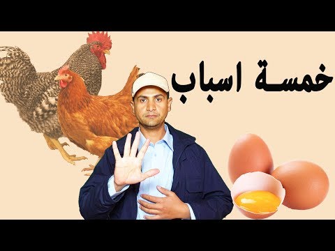 , title : 'تمنع الدجاجة من وضع البيض'