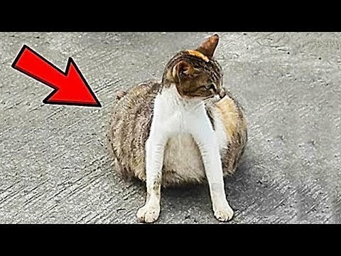You won't believe what they found in this cat's belly!