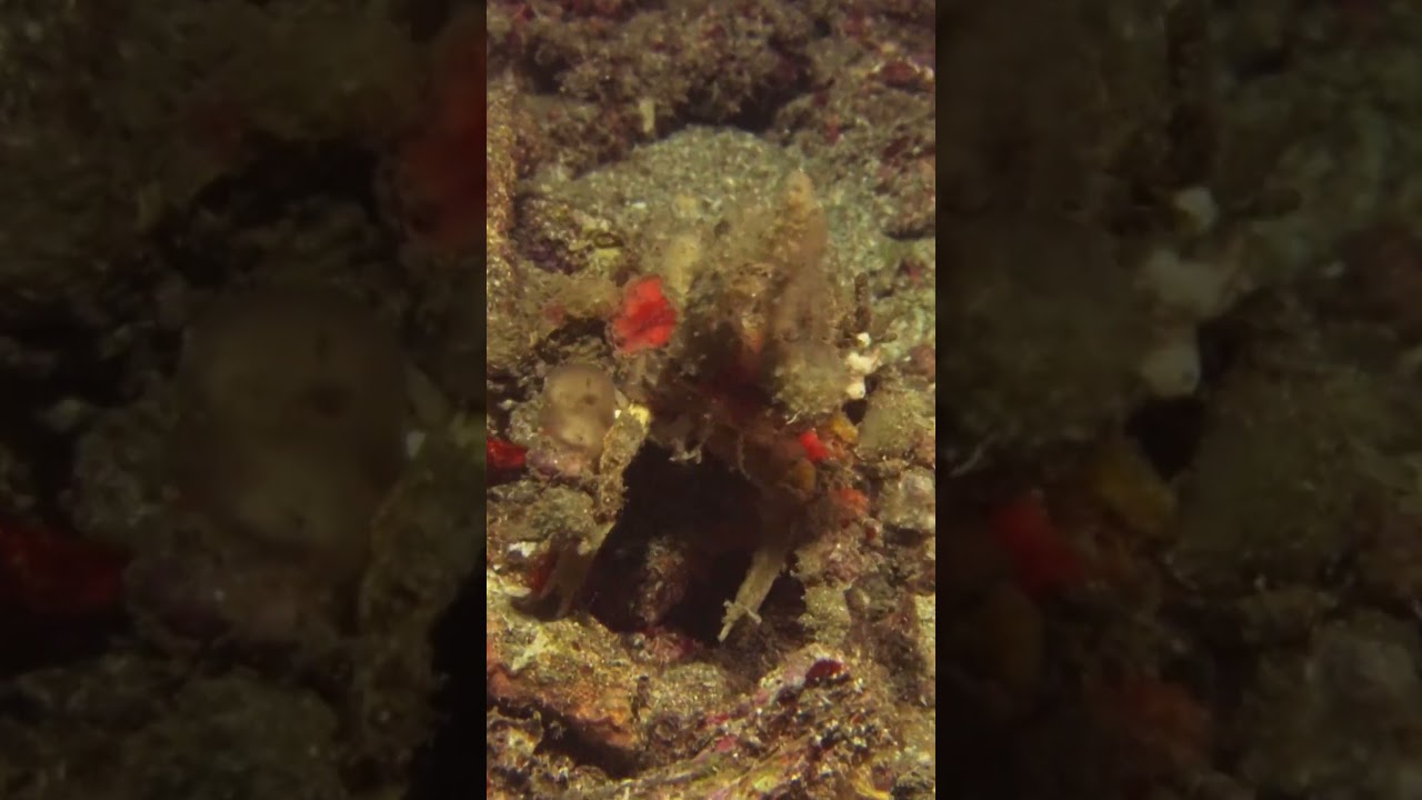 Decorator Crab - A Master of Disguise