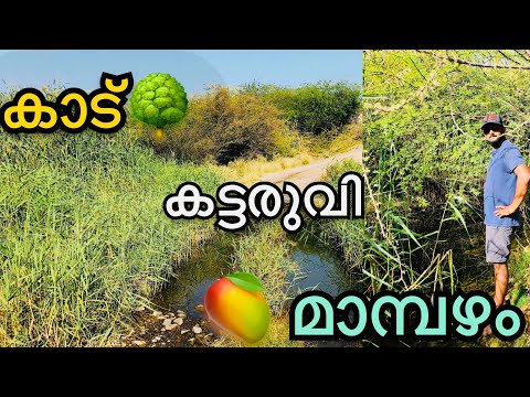 Rock Pool Hatta | Natural Waterfalls in Hatta | Jaslin Way of Travel