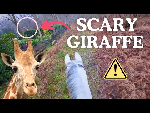 When a Giraffe Spooks Your Horse! 🐎😱 Helmet Cam POV