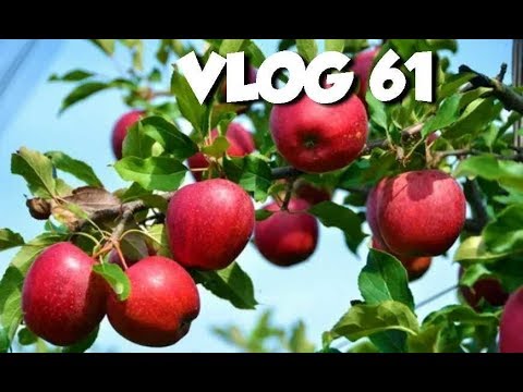 Съездила за ЯБЛОКАМИ/ ПРОИСШЕСТВИЕ НА ДОРОГЕ 😁VLOG#61