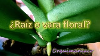 Cómo distinguir entre vara floral y raíz en orquídeas phalaenopsis