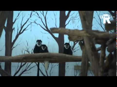 TV Rijnmond Nieuws kort (ma 30 mei 2011 - 16 uur)