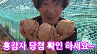 홍감자 당첨 확인 하세요~
