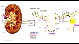5.9 - Fisiologia renale, il nefrone, l'unità funzionale riassunto per il test di medicina