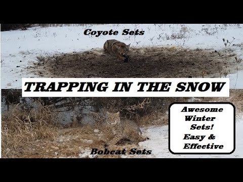 HOW to TRAP BOBCATS and COYOTES in the Snow | Easy & Effective Sets!