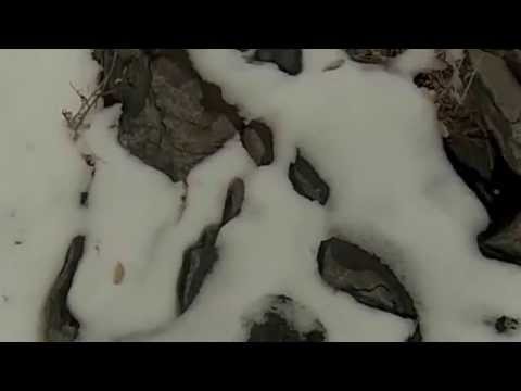 Christmas Music We Three Kings Cougar Mountain Lion tracks paw prints Lagomarsino Canyon snow winter