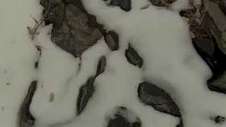 Christmas Music We Three Kings Cougar Mountain Lion tracks paw prints Lagomarsino Canyon snow winter