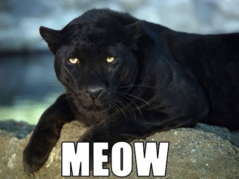 11/2/2017 - Let's Play: Gradius III & IV - PS2/Arcade