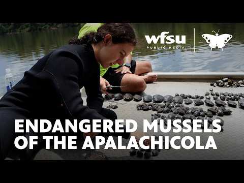 An endangered mussel bounces back in the Apalachicola River
