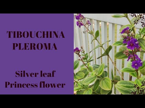 Silver Leaf Princess Flower, Tibouchina / Pleroma Heteromallum | The Practical Gardener
