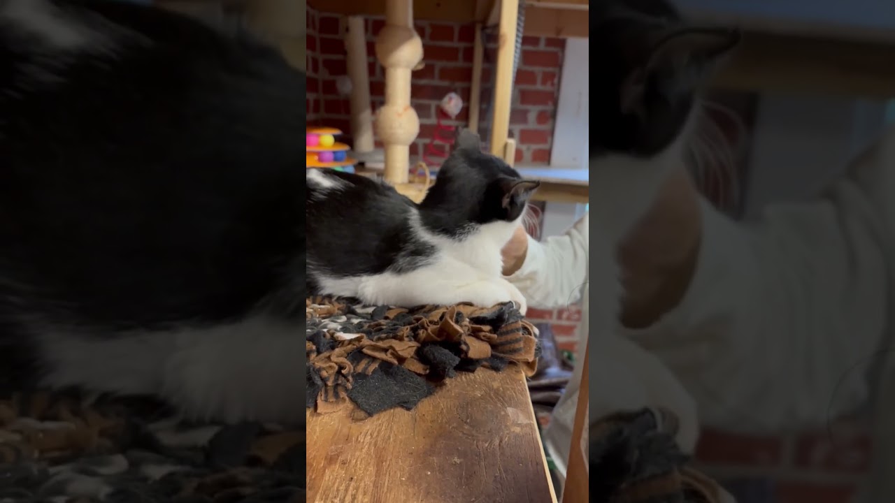 Enlarge Snoopy, a Adoptable Domestic Short Hair in Charleston, SC video 6/6