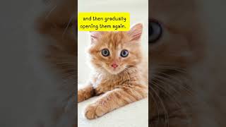 Download lagu how to say i love you in cat language mp3