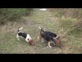 Bernard's A&J's Beagles 12/17/20 Elsa Oreo & Candy TRIO Part 2