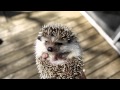... only for REAL hedgehog lovers :D 