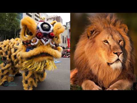 What is Chinese Lion Dancing