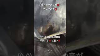 コメツキ虫の音が凄い‼️