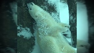 Watch Polar Bear, Elephant Have The Best Snow Day Ever