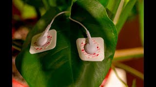 Video thumbnail for How to Make Your Plants Sing with MIDI Sprout by Awkward Human