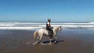 preview picture of video 'Equitation à mazagan el jadida'