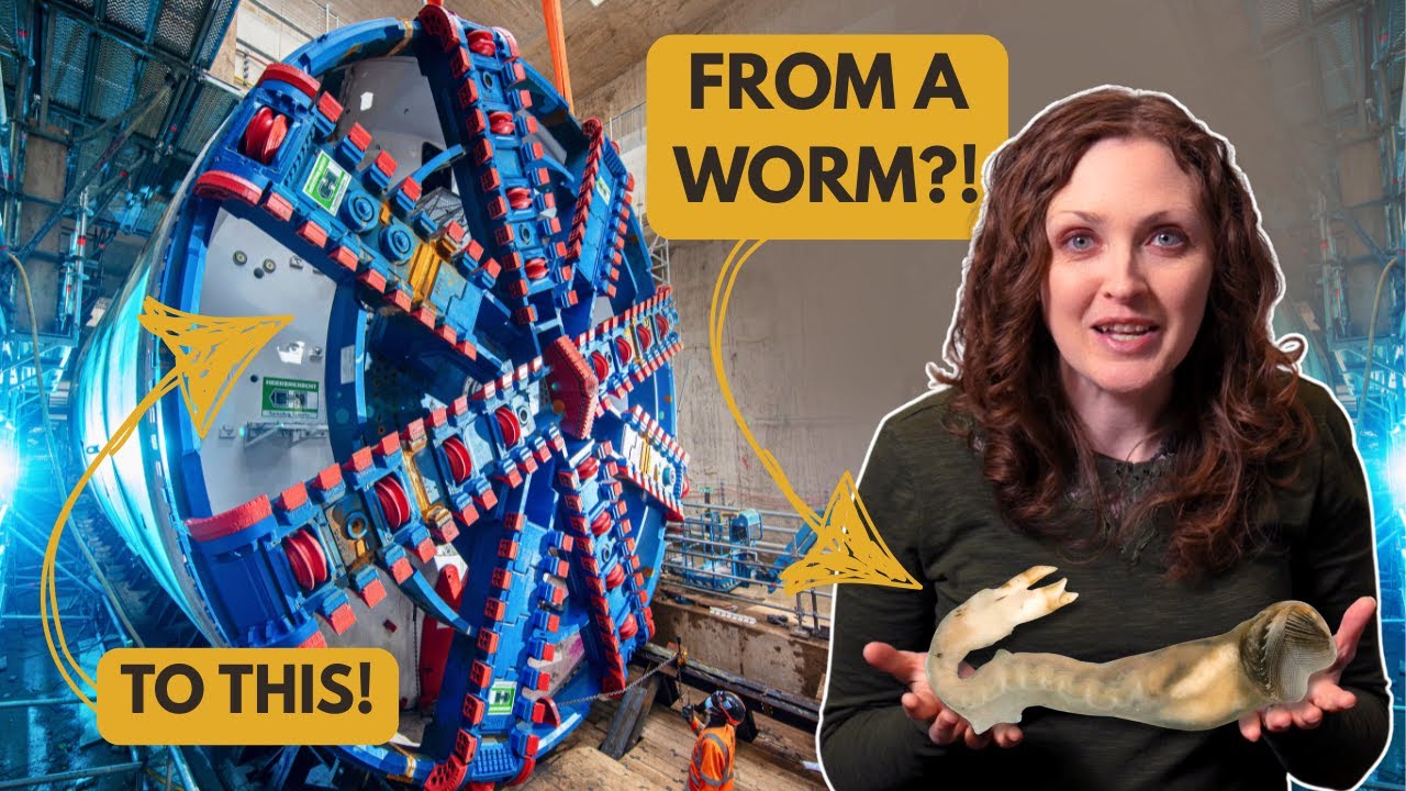 A CLAM Taught Humans To Tunnel. No, Seriously.