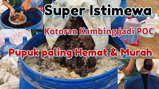 Download lagu EASY WAY TO MAKE LIQUID ORGANIC FERTILIZER (POC) FROM GOAT DUNG. WAIT 30 DAYS FOR MAXIMUM RESULTS. mp3