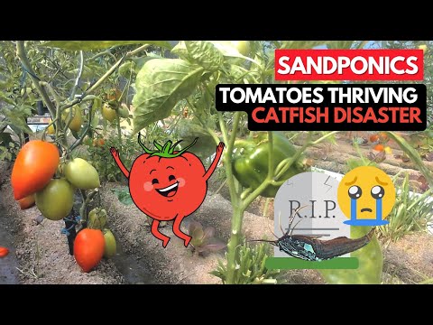 SANDPONICS: Tomatoes Flourish - Catfish Tragedy : Nov 22