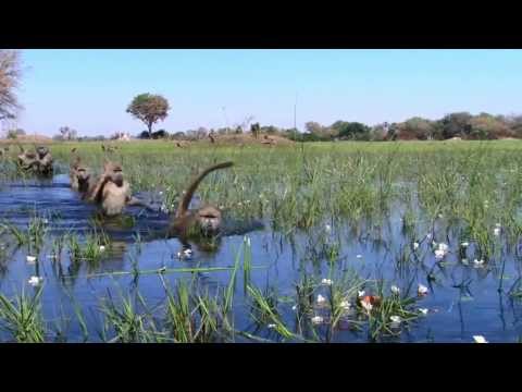 I dreamed of Africa (Ayub Ogada - Obiero) befa