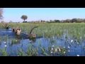I dreamed of Africa (Ayub Ogada - Obiero) befa ...
