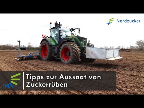 Tipps zur Aussaat von Zuckerrüben
