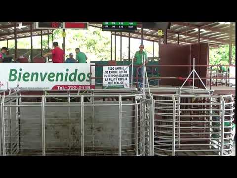 SUBASTA GANADERA DE BOQUERON  12/2/2026