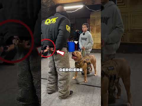 Ce chien militaire montre ce qu'il sait faire 👊