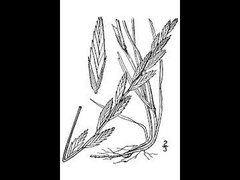 Range Plants: Grass ID Part 1