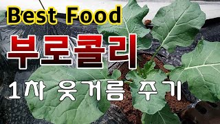 [텃밭농부. 1,250]  베스트푸드. 부로콜리 1차 웃거름 주는 방법 #부로콜리재배