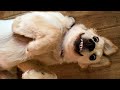 Terbaik Funniest  Dogs and  Cats Awesome Funny Pet Animals Life Videos , Video Cat Funny Animal Videos YouTube viral!