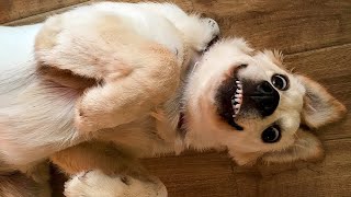 Download the video "🤣 Funniest 🐶 Dogs and 😻 Cats - Awesome Funny Pet Animals Life Videos 😇"