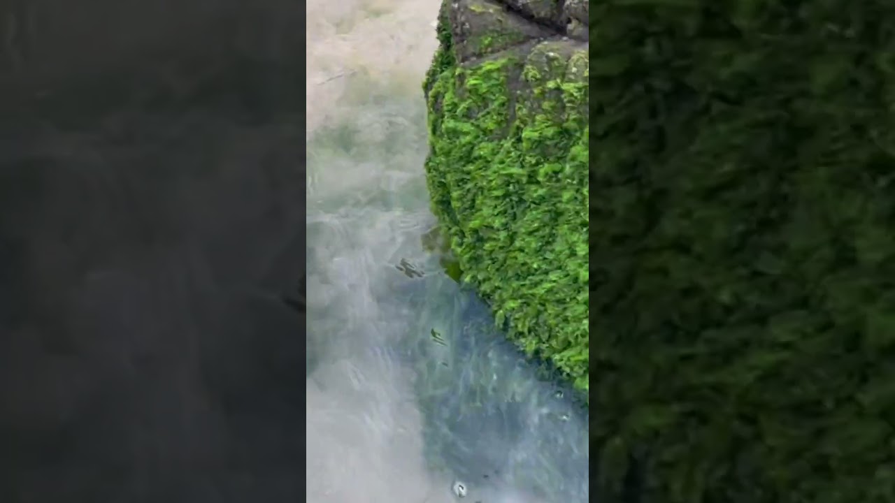 YouTube Short thumbnail