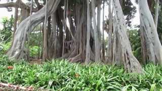 preview picture of video '16052014 Botanic Garden Tenerife. La Orotava.'