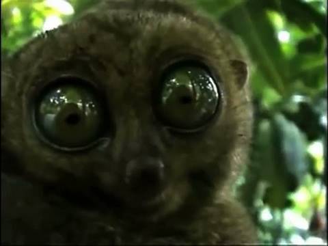 Big Eyed Maki... EXPLODING!!