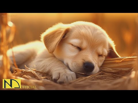 20 HOURS of Dog Calming Music For Dogs🎵🐶Separation Anxiety Relief Music🎵💖dog relaxation🎵 NadanMusic