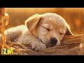 20 HOURS of Dog Calming Music For Dogs🎵🐶Separation Anxiety Relief Music🎵💖dog relaxation🎵 NadanMusic