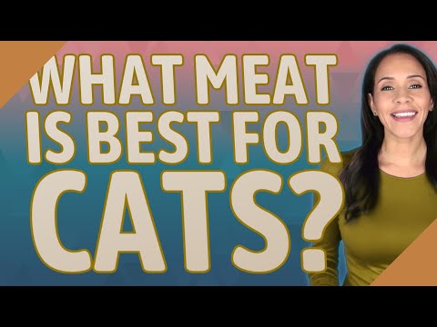 What meat is best for cats?