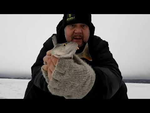 Ahvenpilkillä Vasikkasaaren kupeessa.