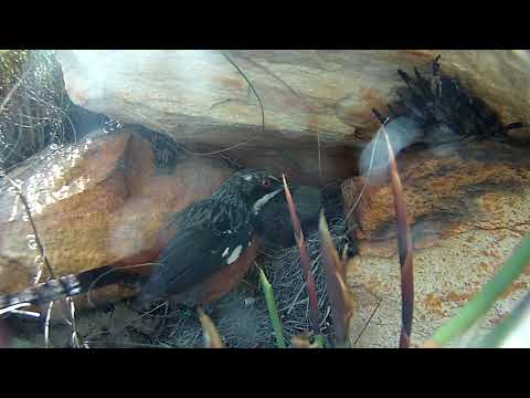 Adorable 7 day old Cape Rockjumper nestlings