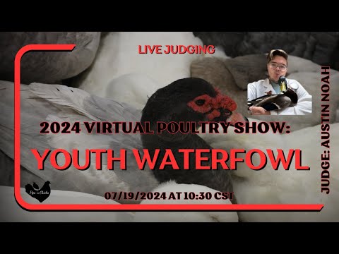 Youth Waterfowl Judging -2024 Virtual Show